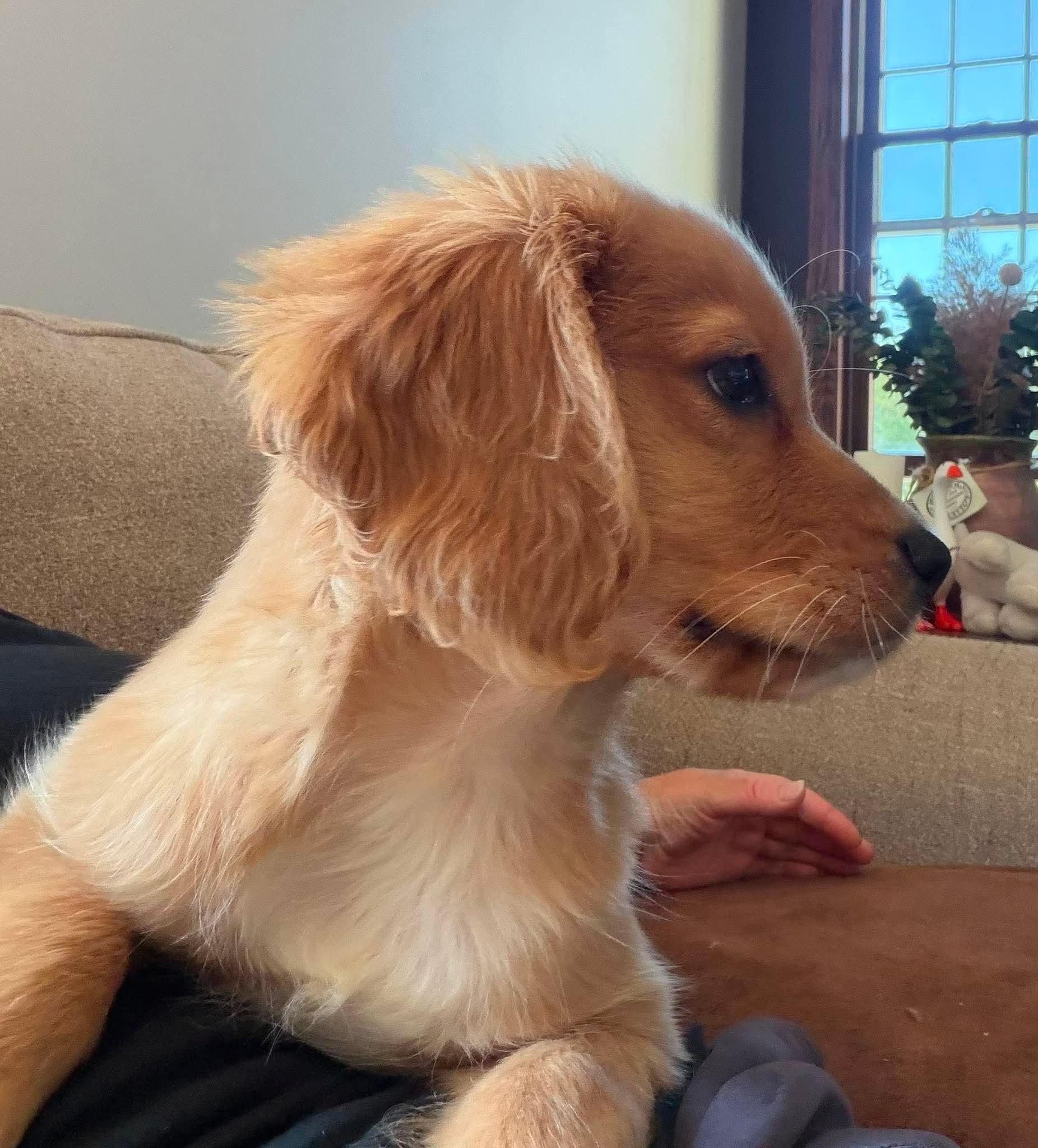 Ranger, an adopted mixed breed in St. Clairsville, OH image 3/5