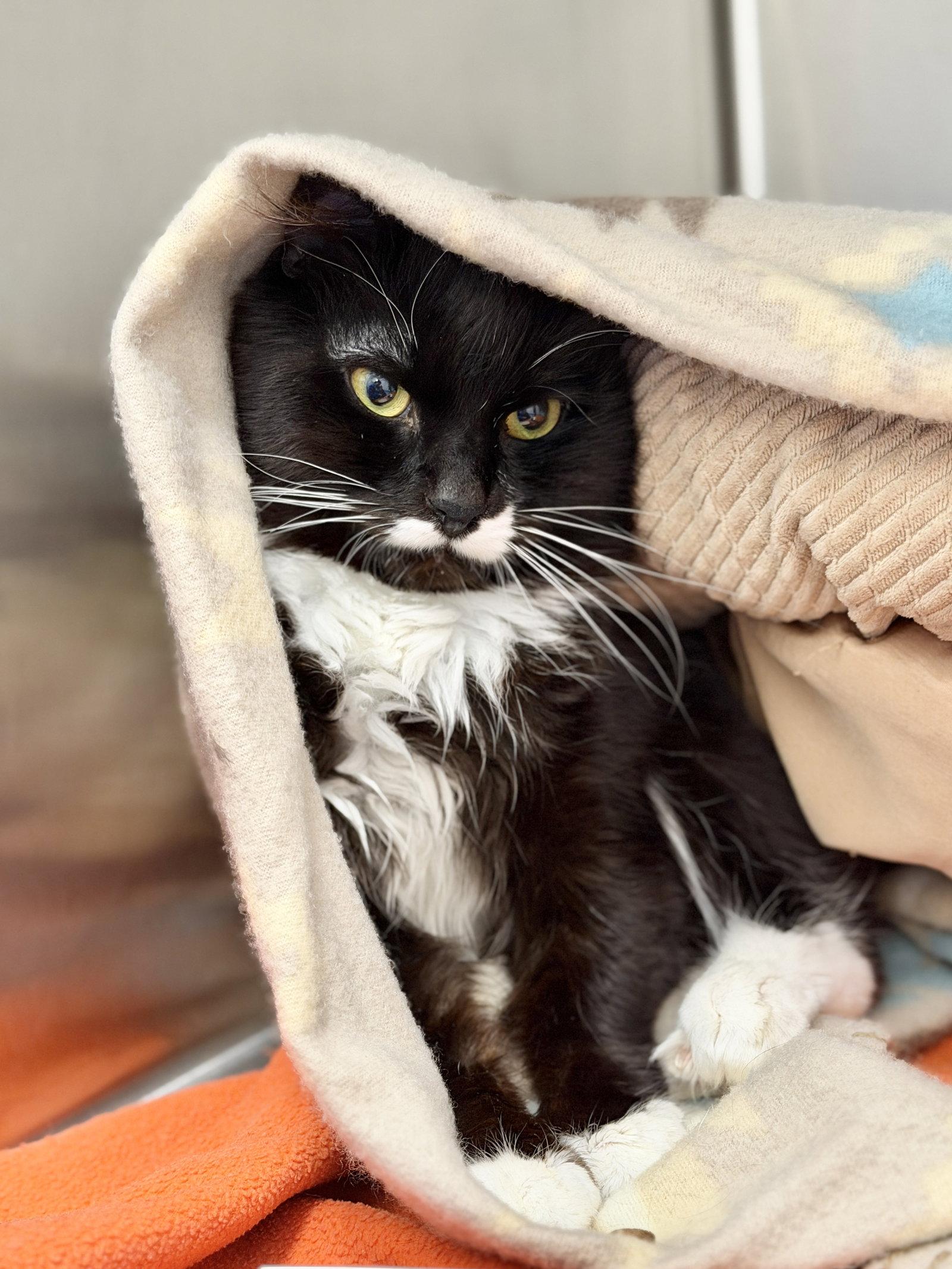 Whisper, Adoptable, Adult Male Domestic Medium Hair.
