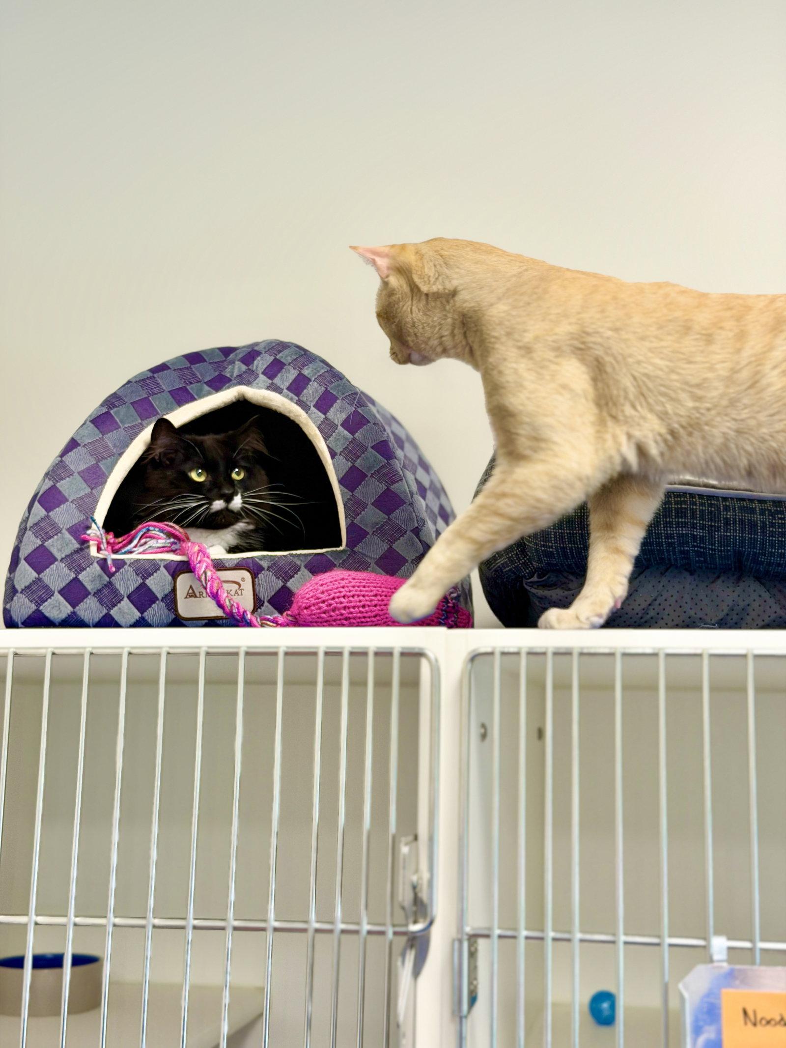 Whisper, a Adoptable Domestic Medium Hair in West Cornwall, CT image 2/3