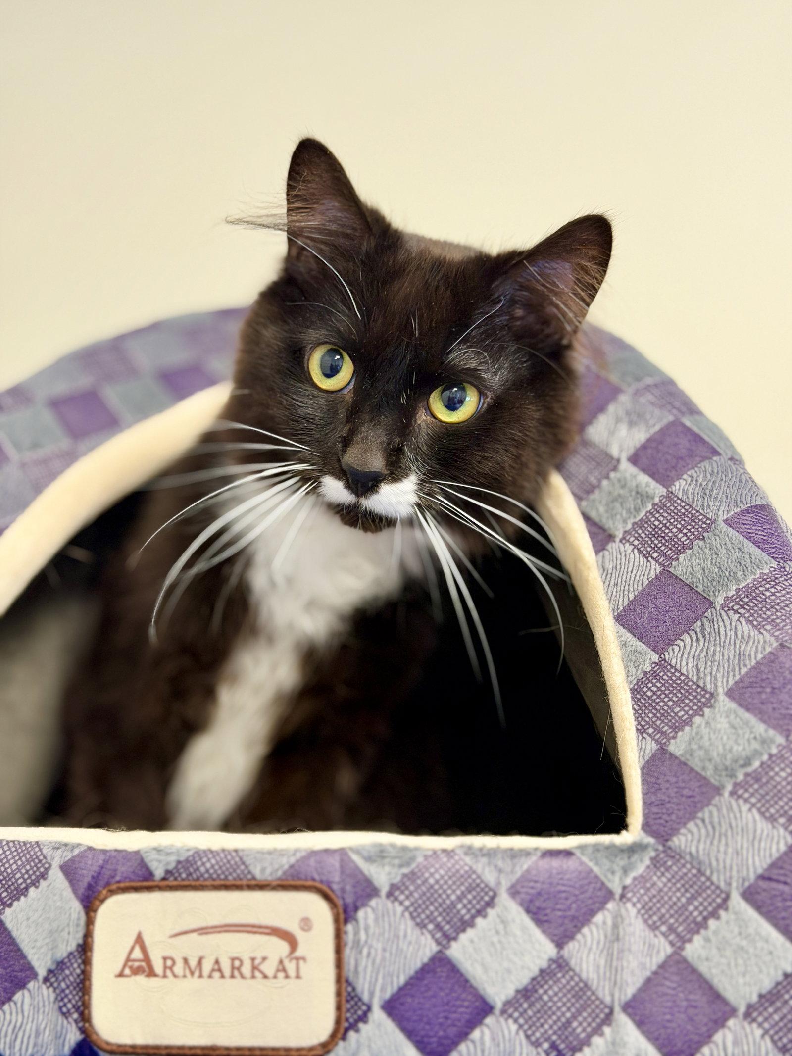 Whisper, a Adoptable Domestic Medium Hair in West Cornwall, CT image 3/3