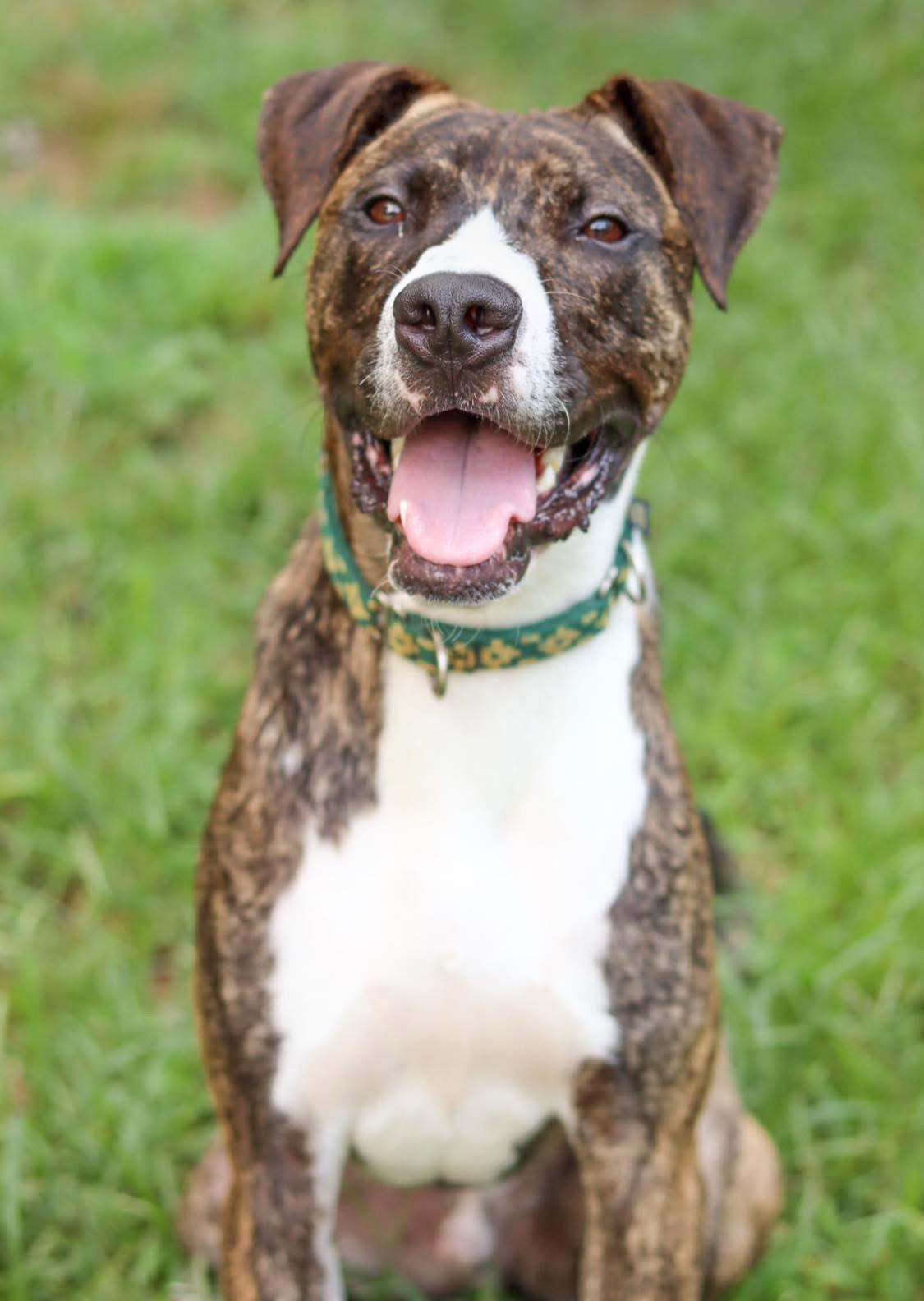Goblin (adoption fee half off), Adoptable, Young Male Boxer.