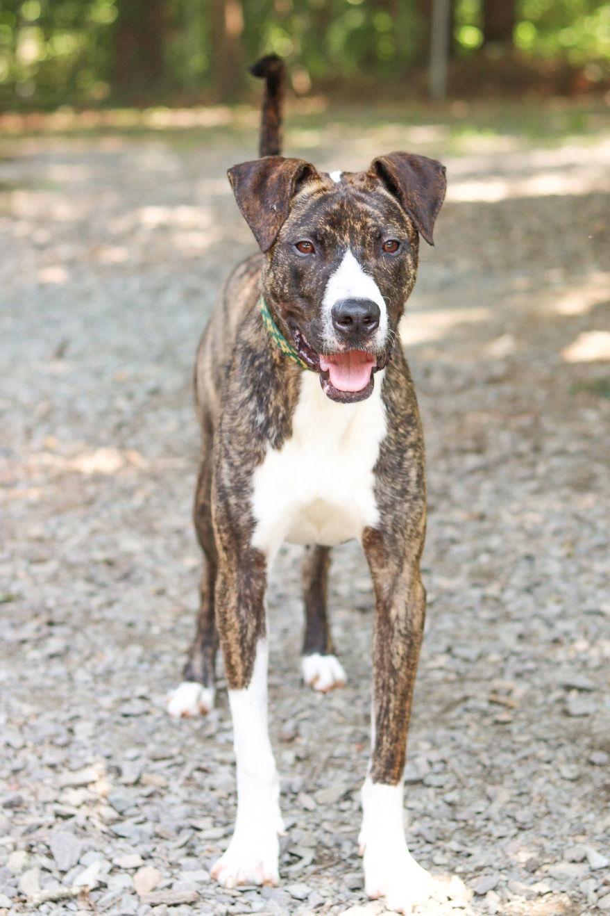 Enlarge Goblin (adoption fee half off), a Adoptable Boxer in Sanford, NC image 2/3