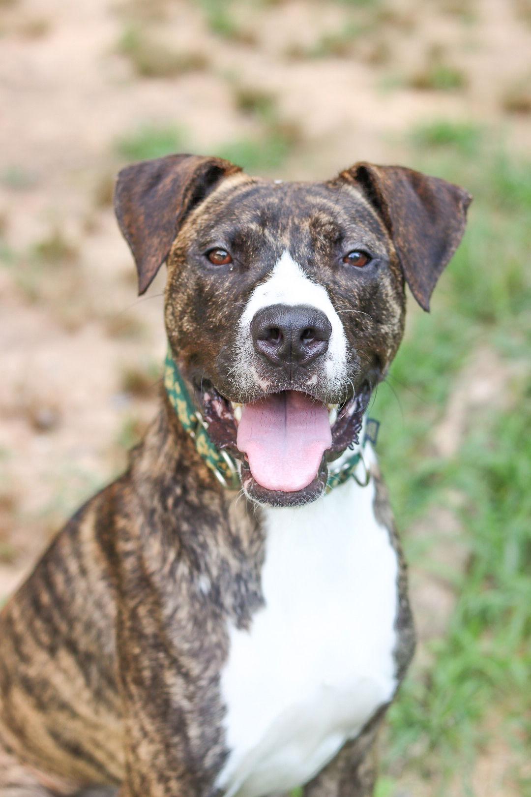 Enlarge Goblin (adoption fee half off), a Adoptable Boxer in Sanford, NC image 3/3