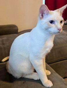 Enlarge Spike, a ADOPTABLE Domestic Short Hair in Wasilla, AK image 1/1