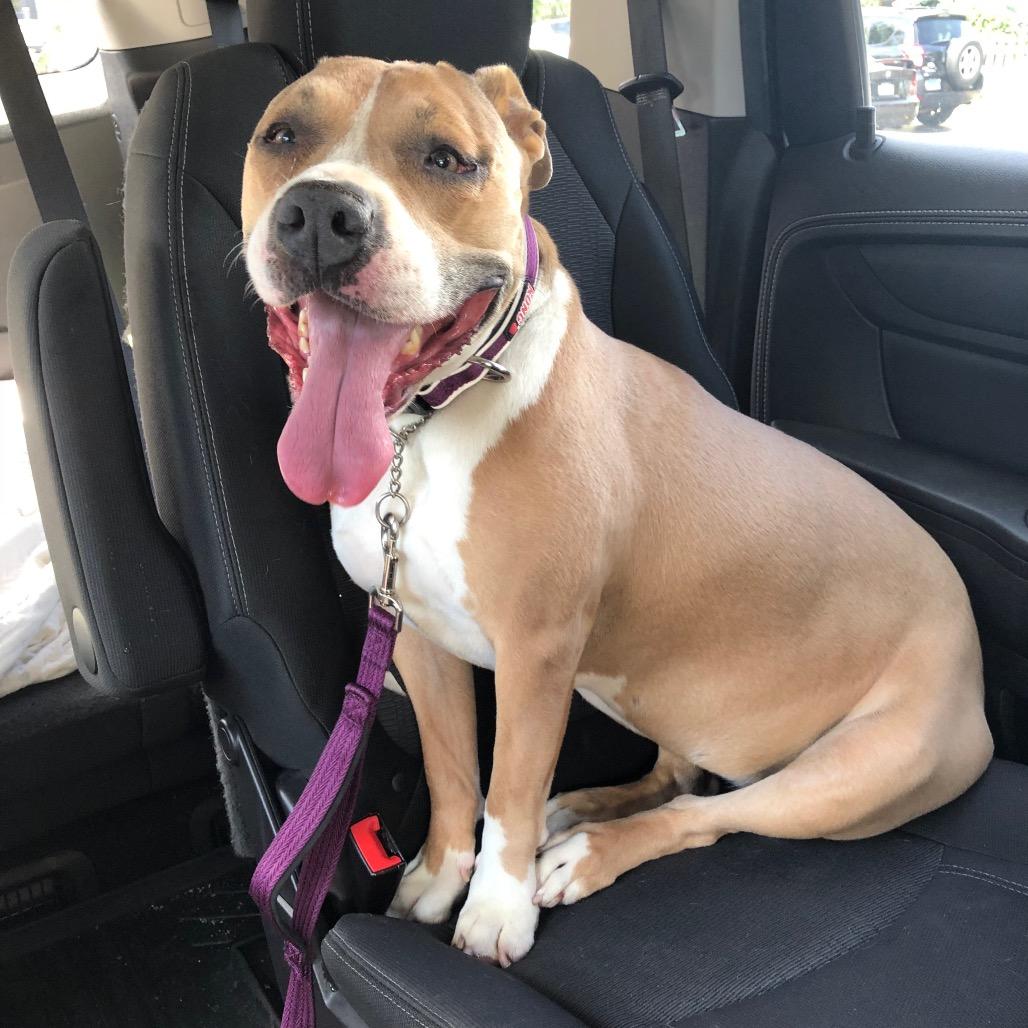 Sookie, Adoptable, Senior Female Pit Bull Terrier.