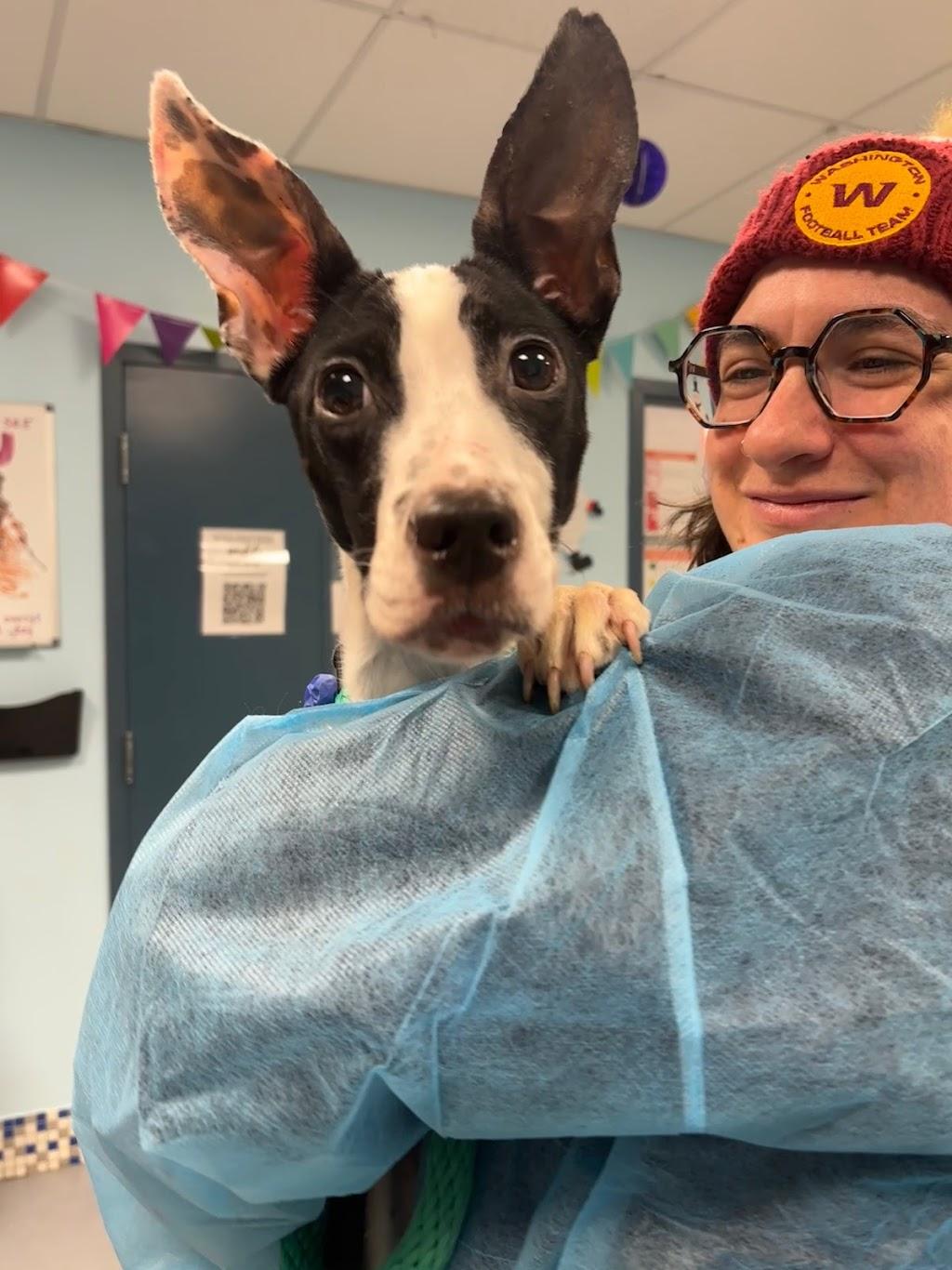 Enlarge Mr. Moo, a ADOPTABLE Mixed Breed in Medford, NJ image 2/5