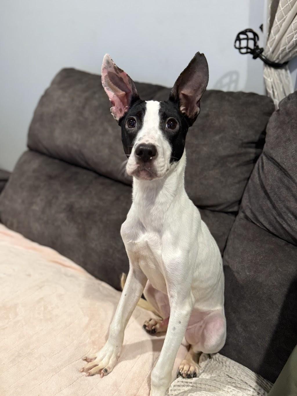 Enlarge Mr. Moo, a ADOPTABLE Mixed Breed in Medford, NJ image 5/5