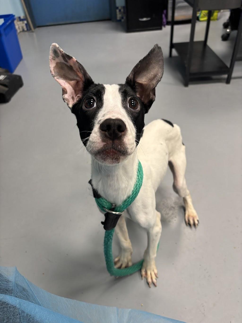 Enlarge Mr. Moo, a ADOPTABLE Mixed Breed in Medford, NJ image 1/5