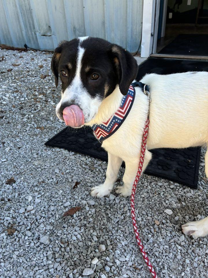 Enlarge Jack CS, a Adoptable mixed breed in Columbia, MD image 1/3