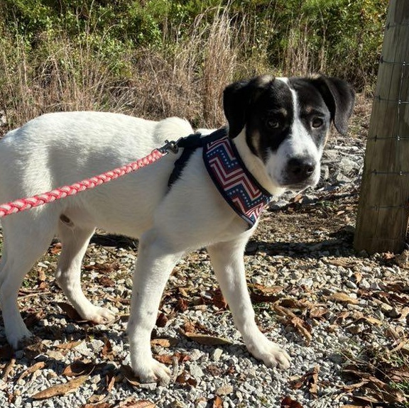 Jack CS, Adoptable, Young Male Great Pyrenees & Hound.