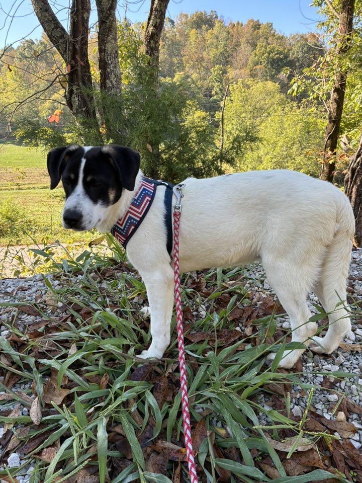 Enlarge Jack CS, a Adoptable mixed breed in Columbia, MD image 3/3