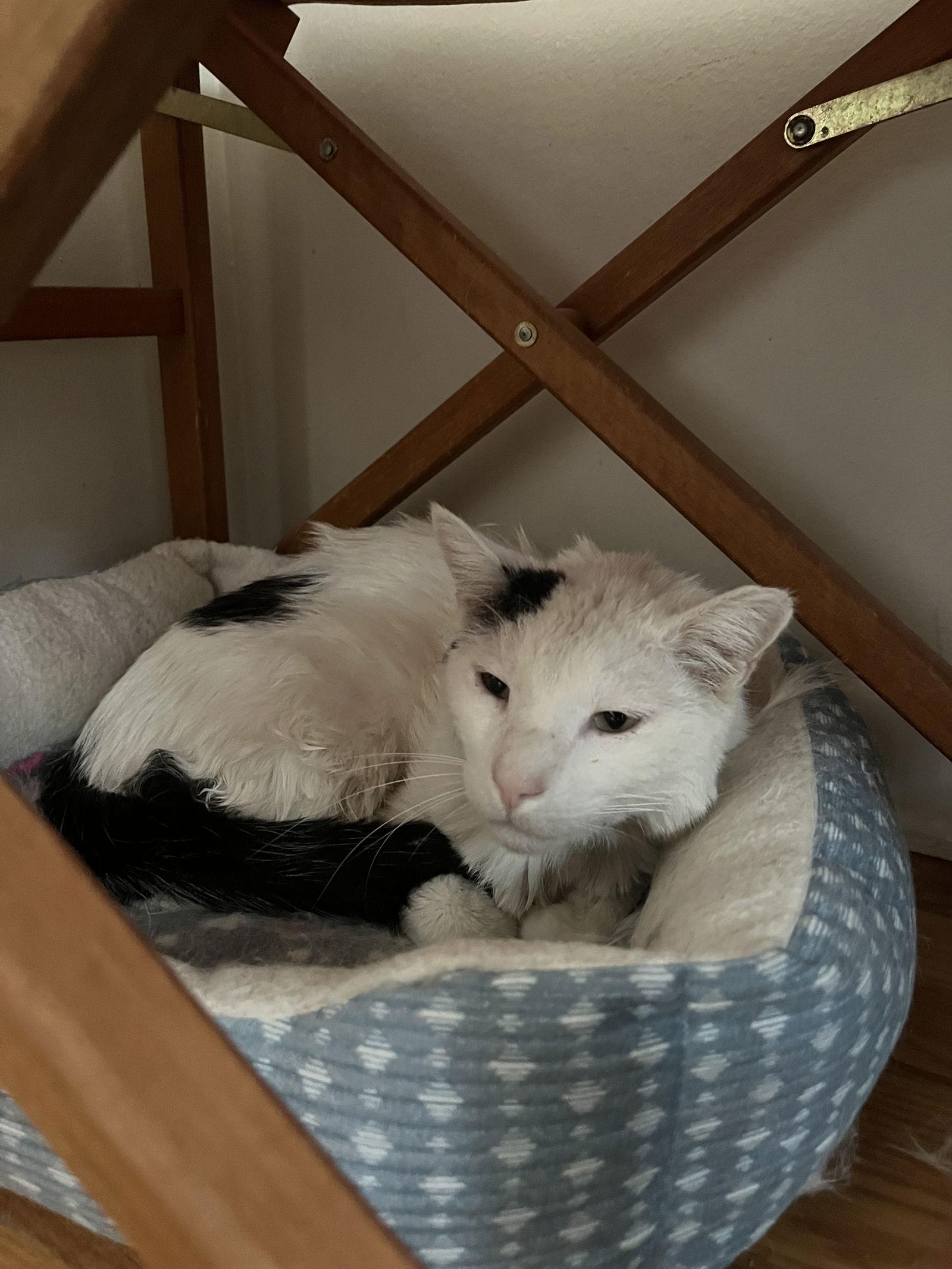 Geppetto, Adoptable, Adult Male Domestic Short Hair.