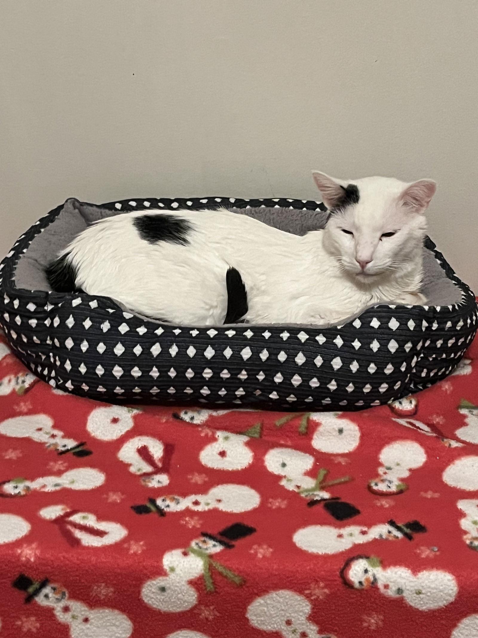 Geppetto, a Adoptable Domestic Short Hair in Aurora, CO image 2/3