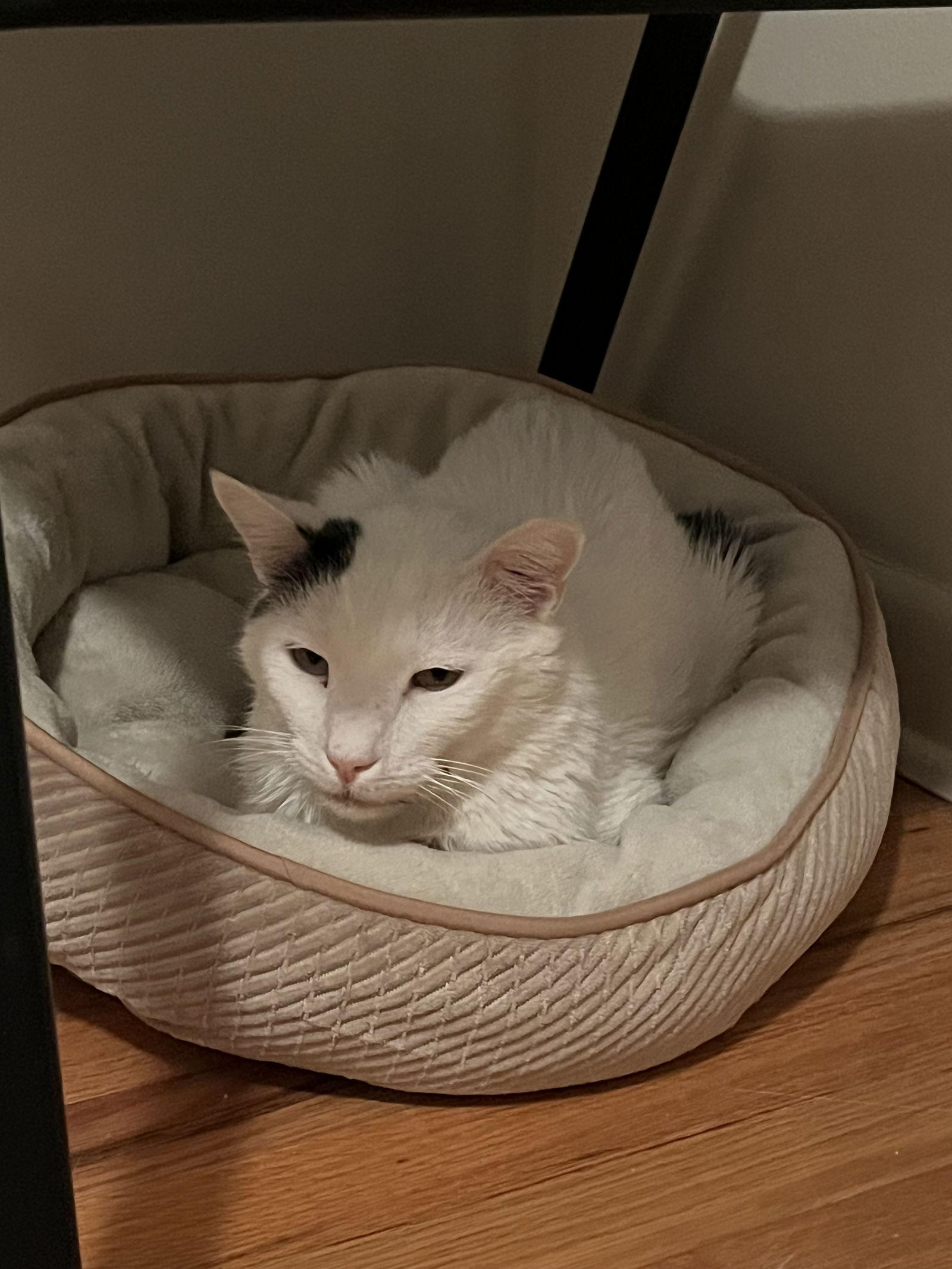 Geppetto, a Adoptable Domestic Short Hair in Aurora, CO image 3/3