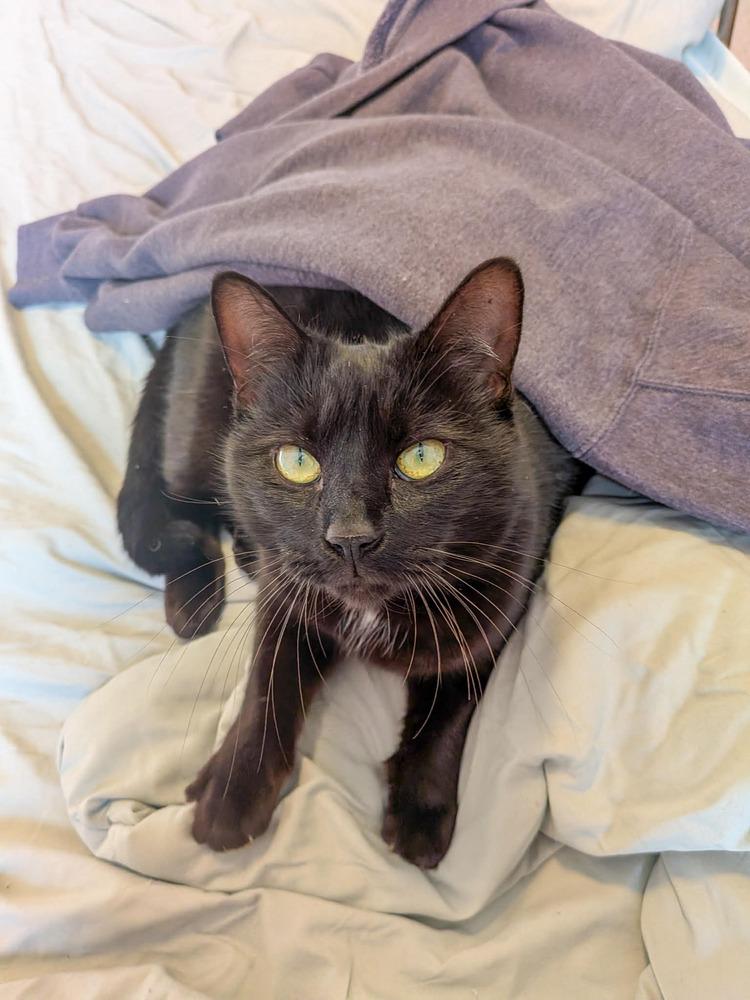 Muffy MC, Adoptable, Adult Female Domestic Short Hair.