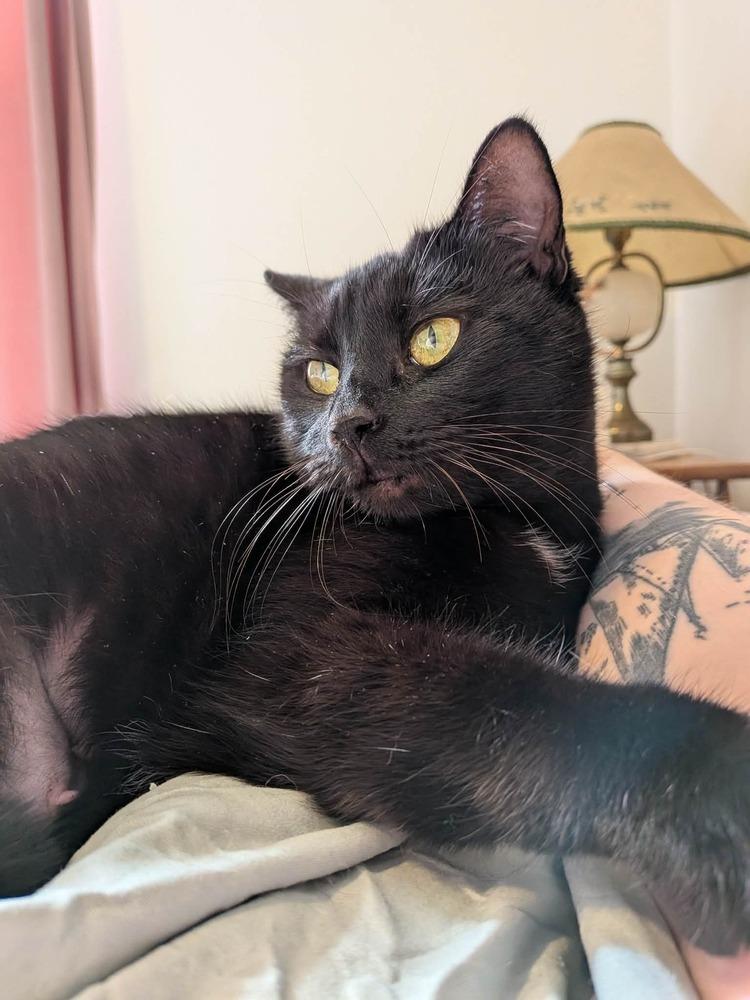 Enlarge Muffy MC, a Adoptable Domestic Short Hair in Greenville, SC image 2/3