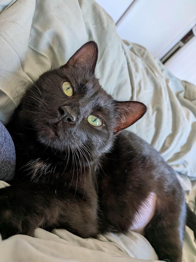 Enlarge Muffy MC, a Adoptable Domestic Short Hair in Greenville, SC image 3/3