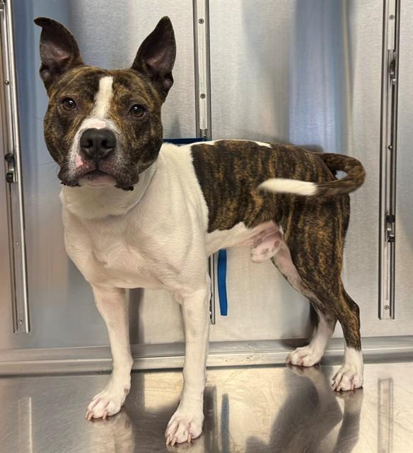 GRIFFIN, Adoptable, Young Male Pit Bull Terrier & Mixed Breed.