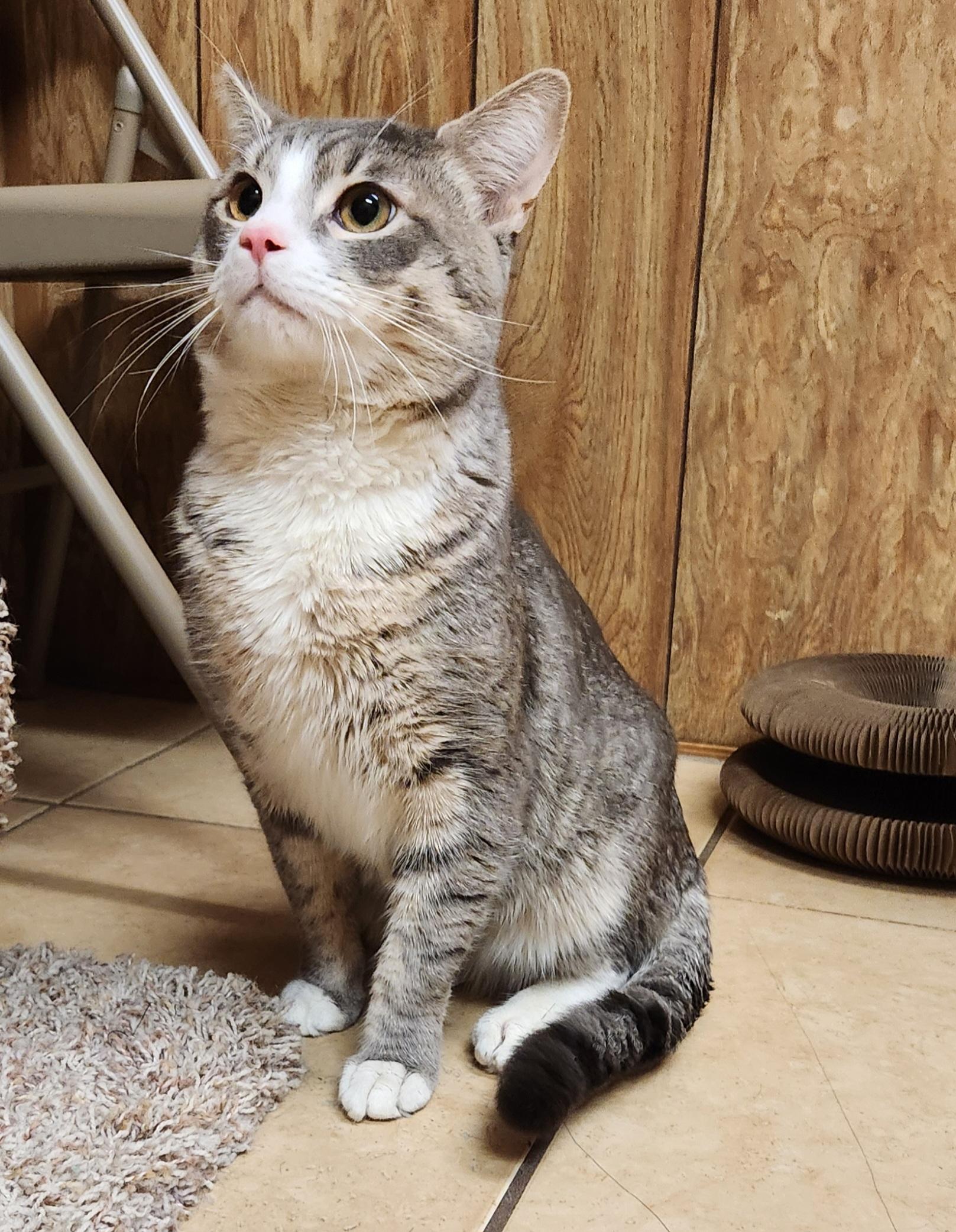 Enlarge Chace, an adopted Tabby in Linden, NJ image 6/6