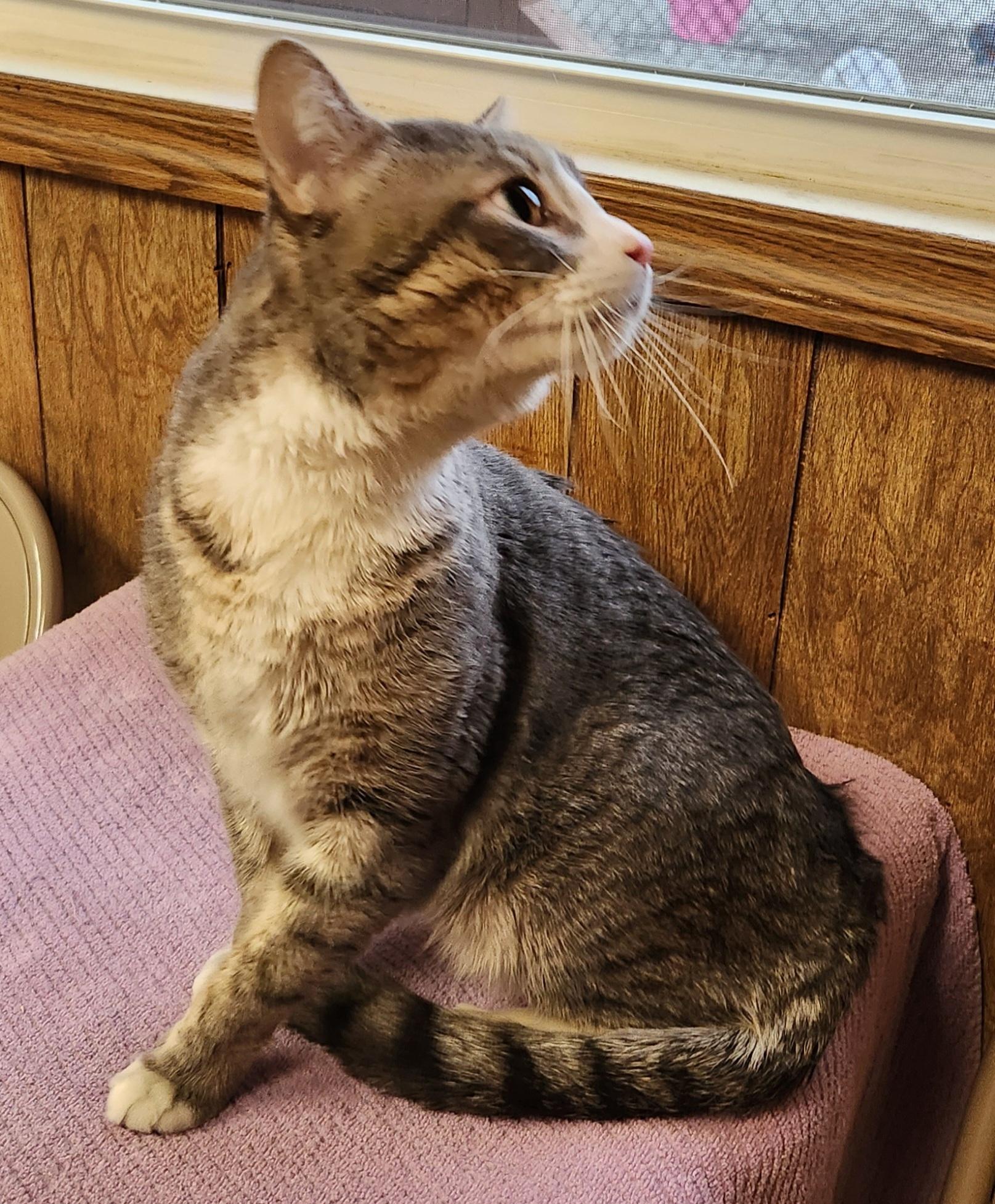 Enlarge Chace, a ADOPTABLE Tabby in Linden, NJ image 4/6