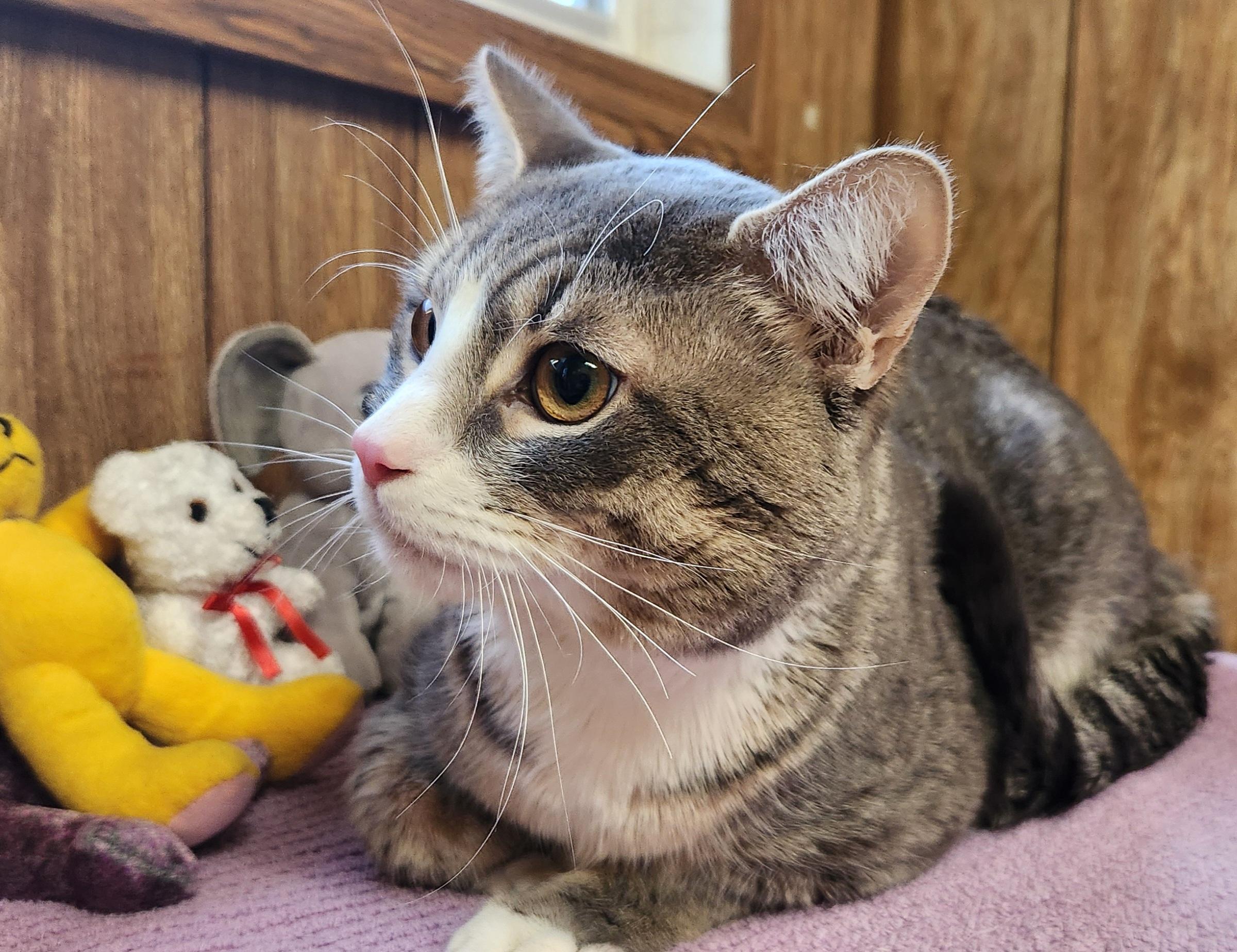 Enlarge Chace, a ADOPTABLE Tabby in Linden, NJ image 6/6