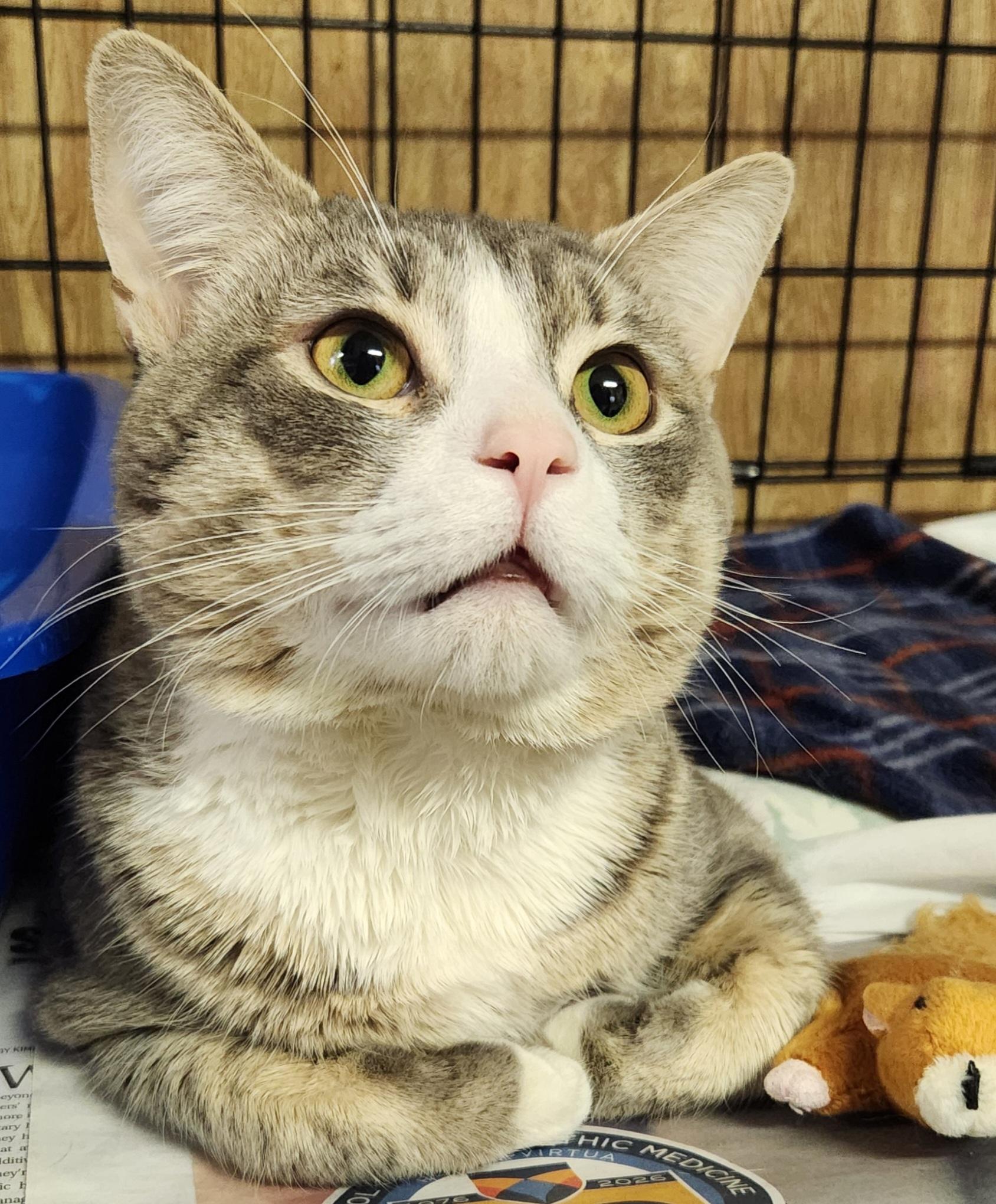 Enlarge Chace, a ADOPTABLE Tabby in Linden, NJ image 3/6