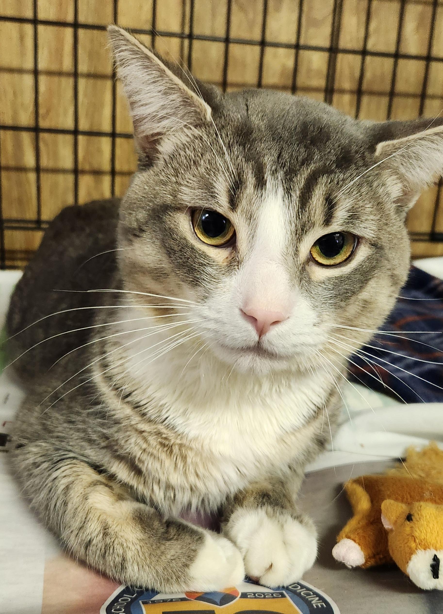 Enlarge Chace, a ADOPTABLE Tabby in Linden, NJ image 1/6