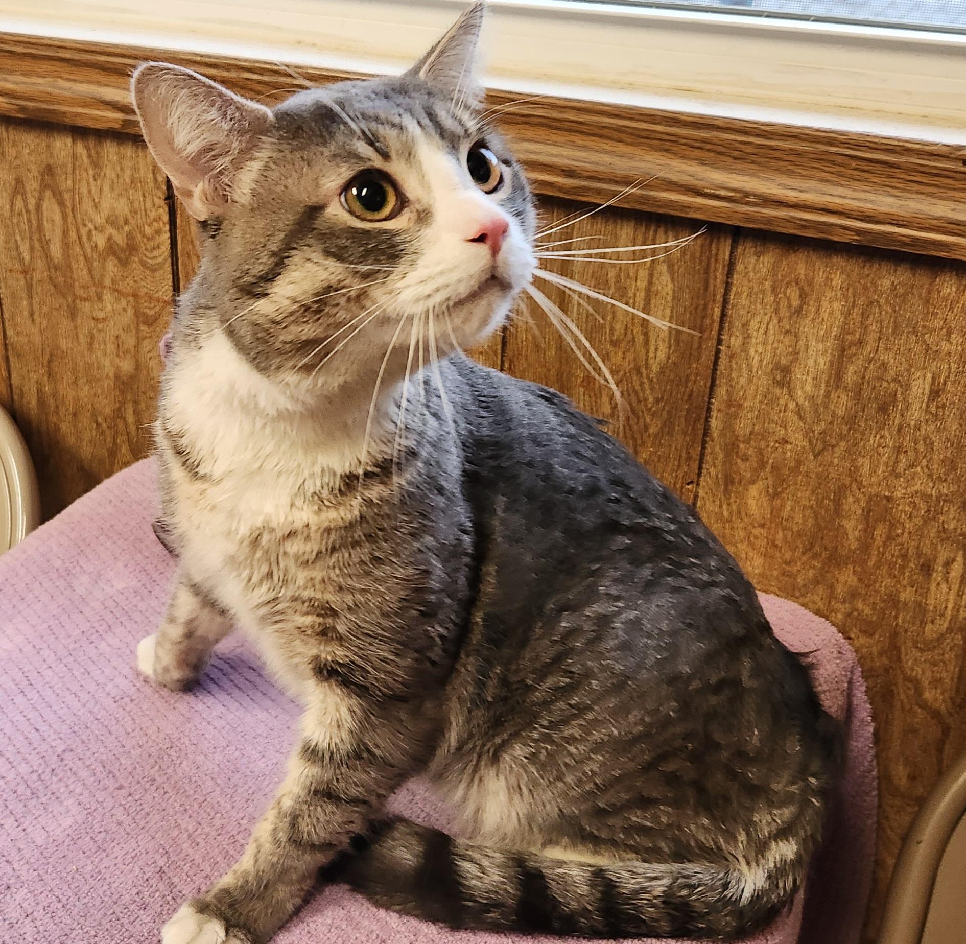 Enlarge Chace, a ADOPTABLE Tabby in Linden, NJ image 5/6