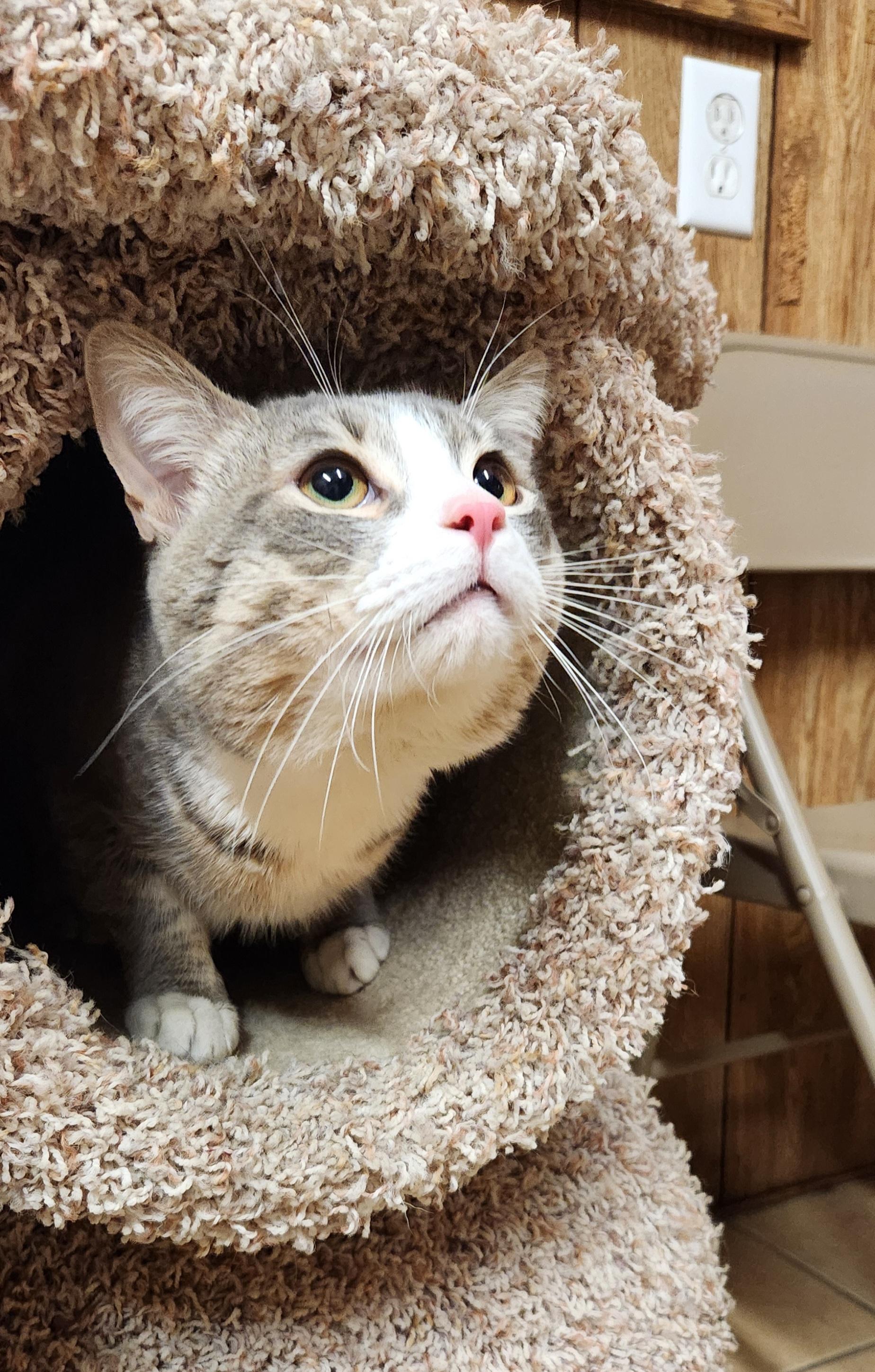 Chace, ADOPTABLE, Adult Male Tabby.