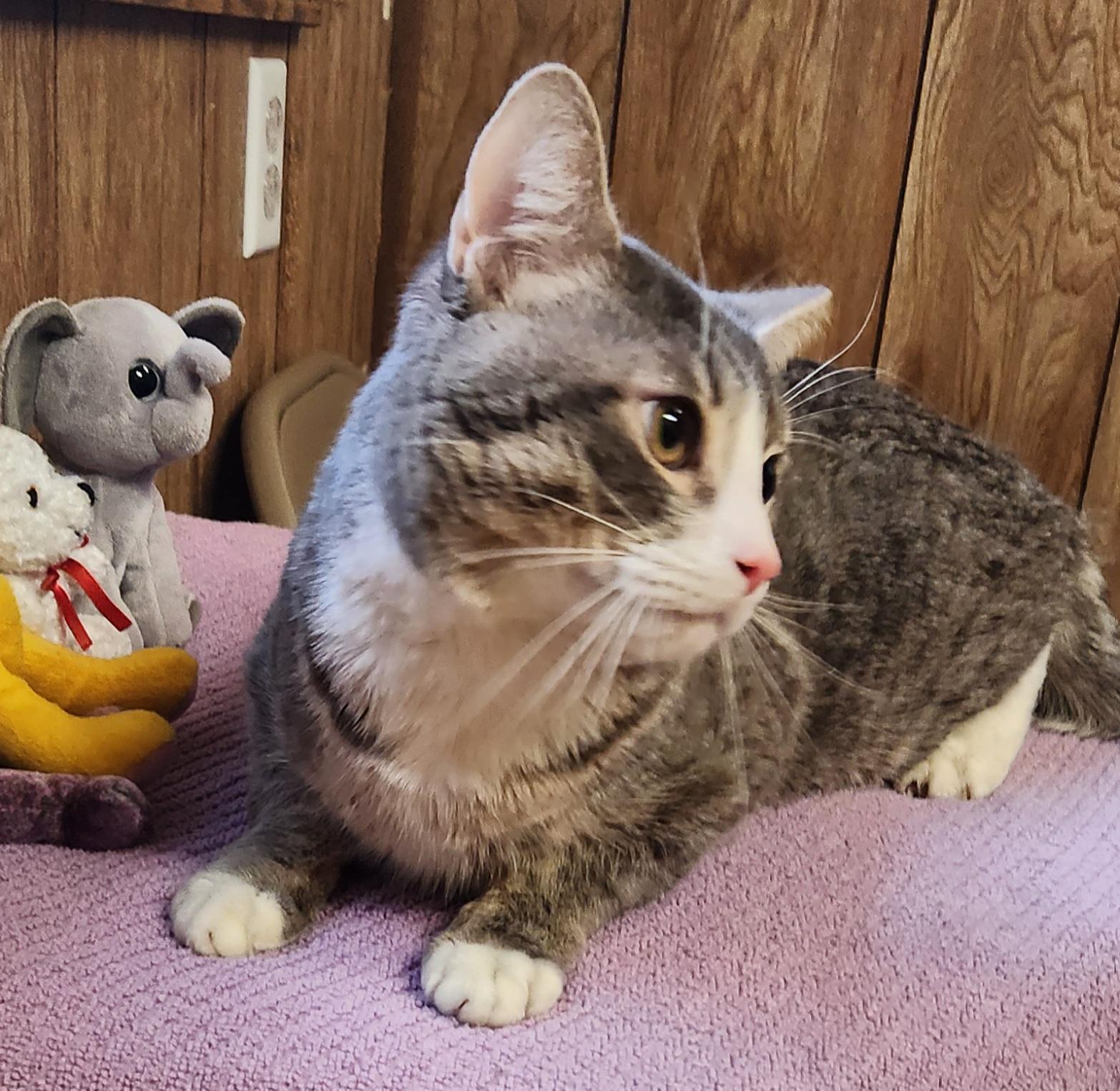 Enlarge Chace, a ADOPTABLE Tabby in Linden, NJ image 2/6