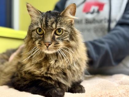 Jude , a ADOPTABLE Domestic Long Hair in Downers Grove, IL image 1/3