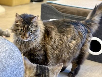 Jude , a ADOPTABLE Domestic Long Hair in Downers Grove, IL image 3/3