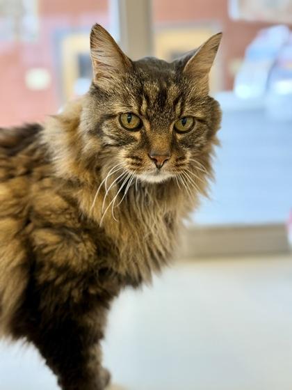 Jude , a ADOPTABLE Domestic Long Hair in Downers Grove, IL image 2/3