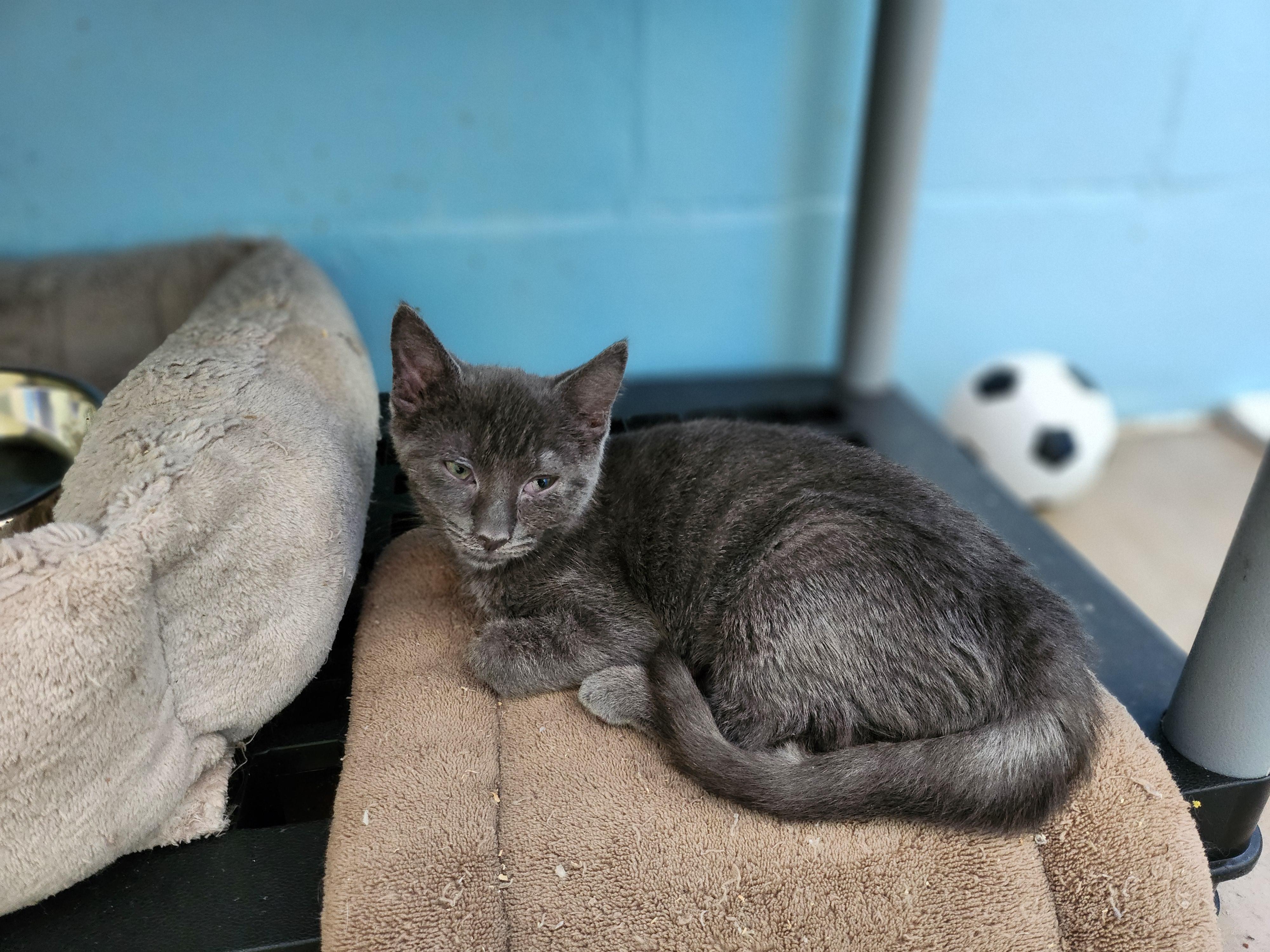 Vulcan, Adoptable, Young Male Domestic Short Hair.