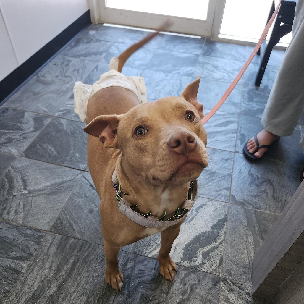 Roxy, Adoptable, Young Female Terrier & Terrier.