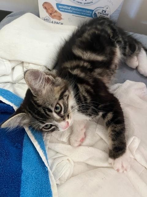 Ruger, an adoptable Domestic Medium Hair in Eagle Point, OR, 97524 | Photo Image 2