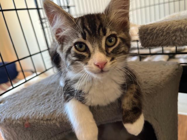 Ruger, an adoptable Domestic Medium Hair in Eagle Point, OR, 97524 | Photo Image 4