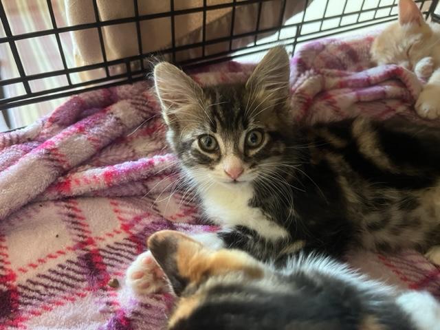 Ruger, an adoptable Domestic Medium Hair in Eagle Point, OR, 97524 | Photo Image 5