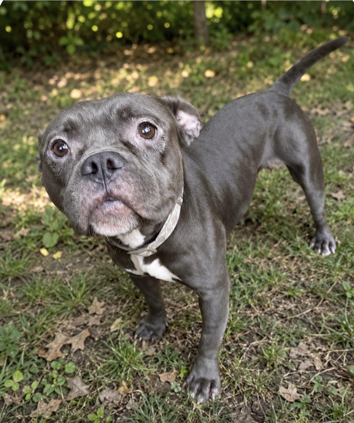 Kermit, ADOPTABLE, Young Female Bulldog.