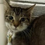 Enlarge Stripes, a ADOPTABLE Domestic Short Hair in Lansing, MI image 1/1