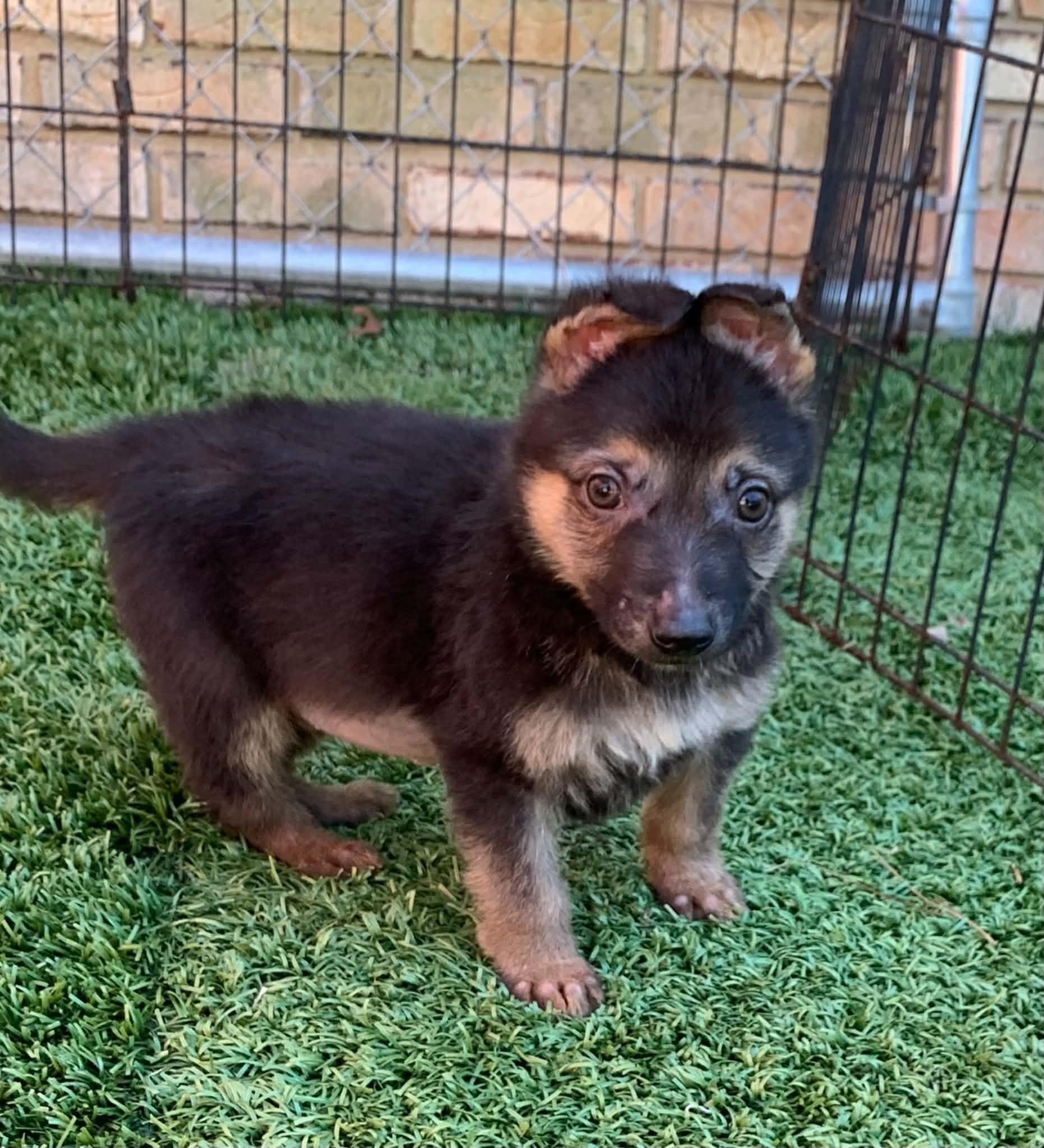 Enlarge Merle, a Adopted mixed breed in Douglas, MA image 4/5