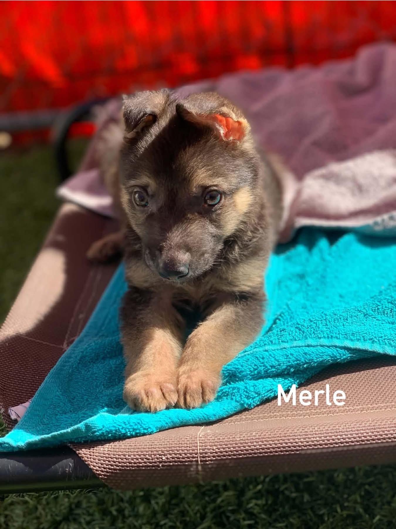 Enlarge Merle, a Adopted mixed breed in Douglas, MA image 3/5