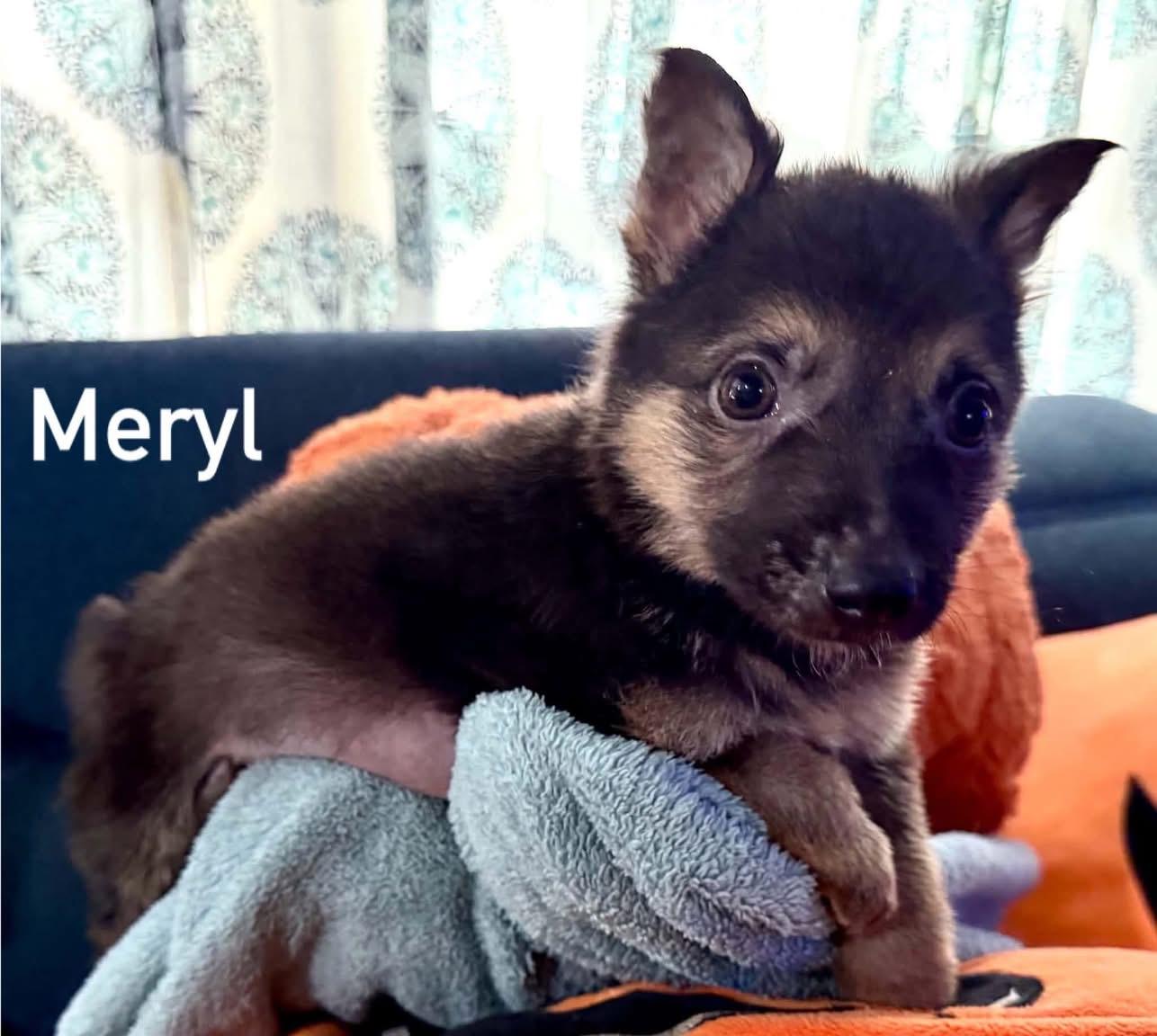 Enlarge Merle, a Adopted mixed breed in Douglas, MA image 2/5