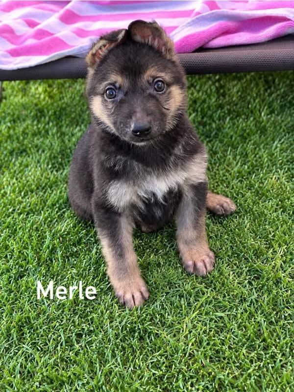 Enlarge Merle, a Adopted mixed breed in Douglas, MA image 1/5