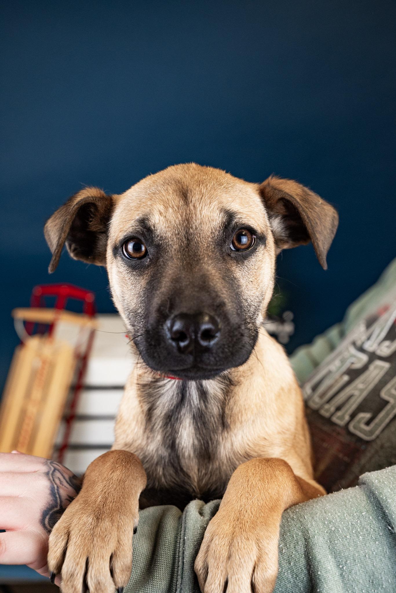 Enlarge 1094-25, a ADOPTABLE mixed breed in Brighton, CO image 1/1