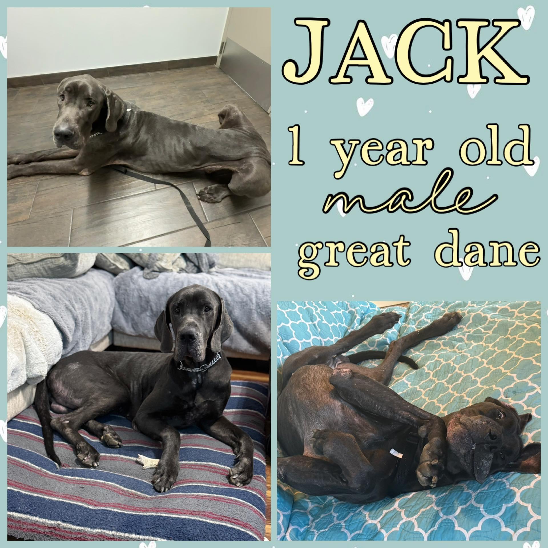 Enlarge Jack, an adopted Great Dane in Grantville, PA image 1/1