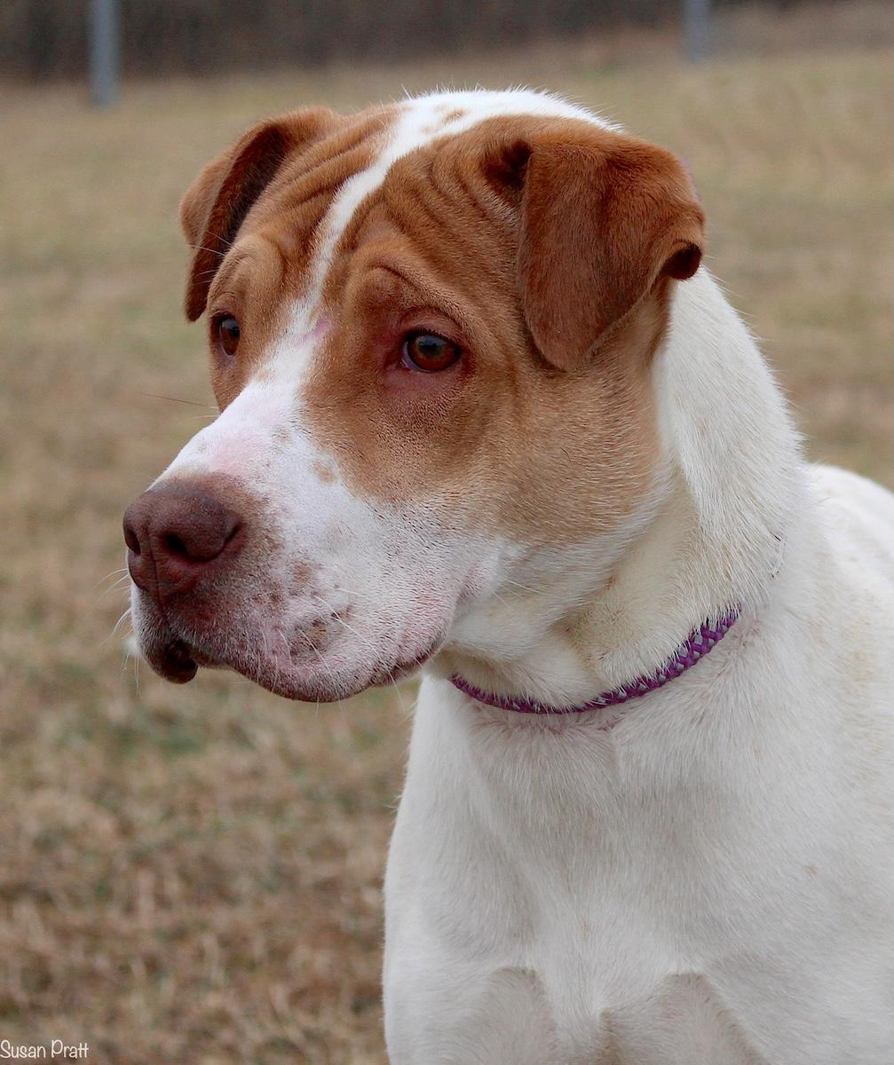 Survivor, ADOPTABLE, Adult Male Shar-Pei & Hound.