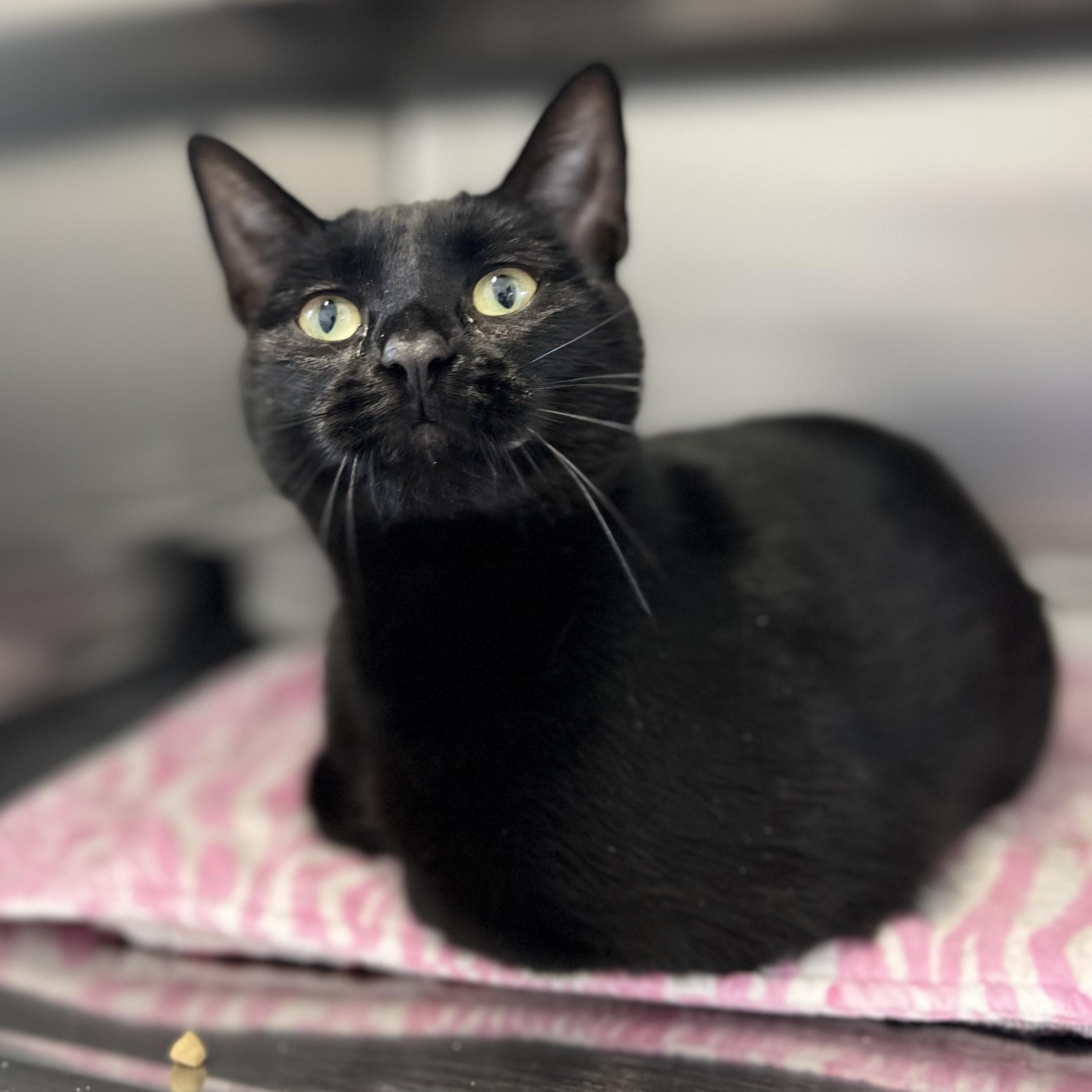 Enlarge Dobby, an adoptable Domestic Short Hair in St Stephen, NB image 2/3