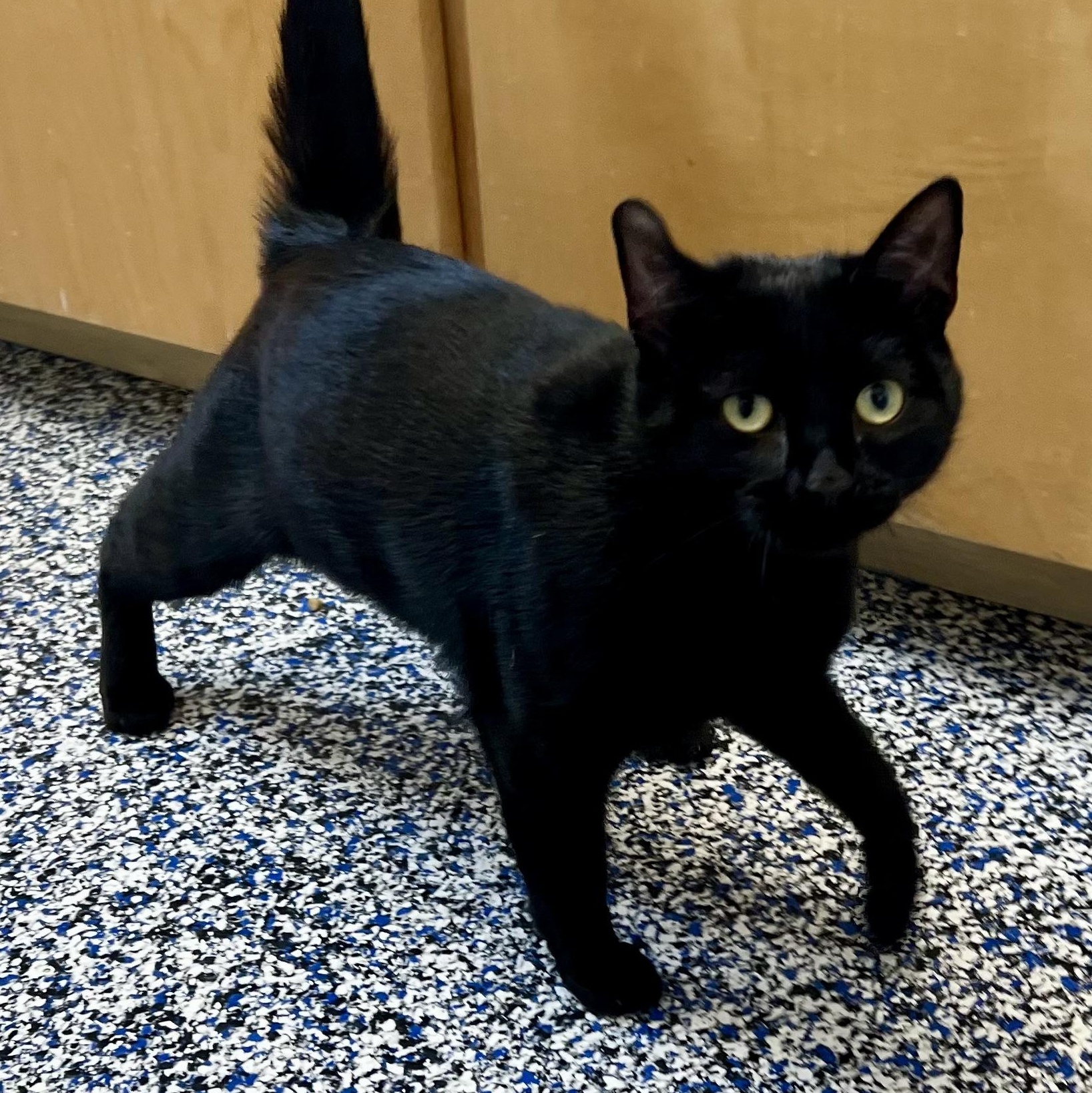 Enlarge Dobby, an adoptable Domestic Short Hair in St Stephen, NB image 3/3