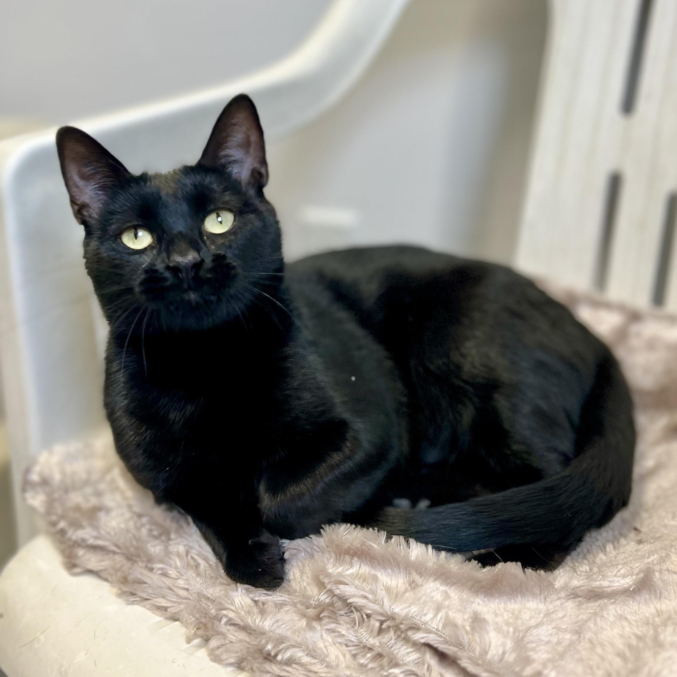 Dobby, adoptable, Adult Female Domestic Short Hair.